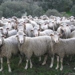 Manada de ovejas
